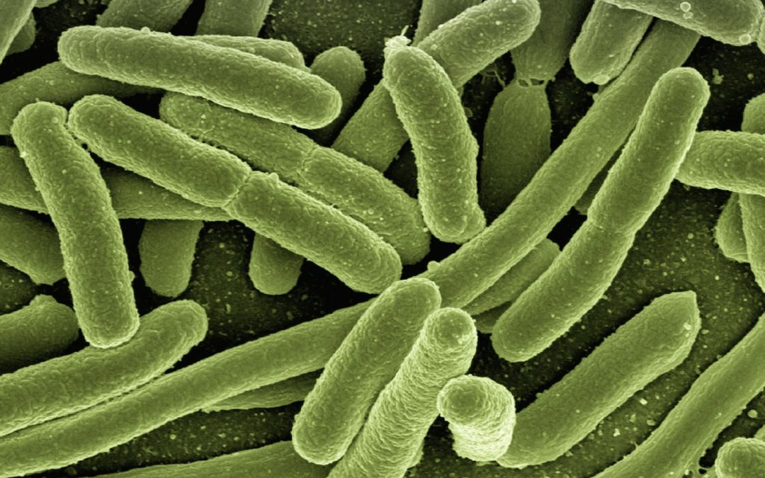 La microbiota hace frente al Coronavirus