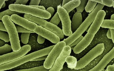 La microbiota hace frente al Coronavirus