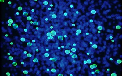 Problemas derivados del desequilibrio bacteriano