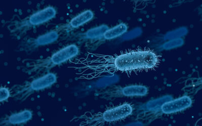 Las bacterias usan las reglas cuánticas