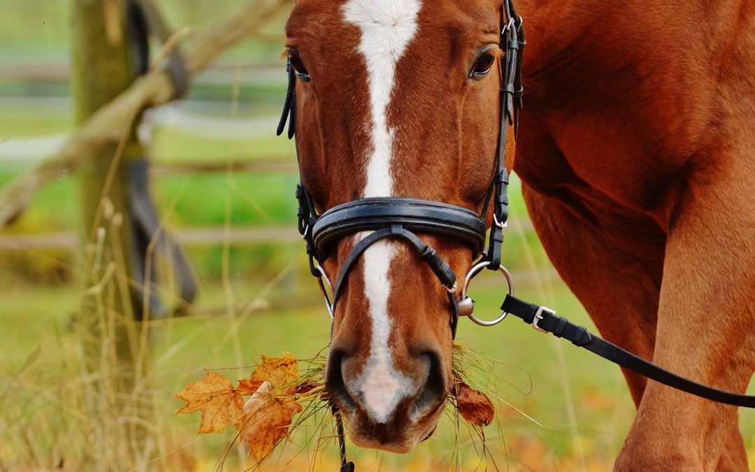 Peyo el caballo que detecta tumores