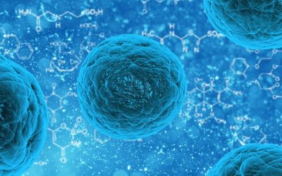 Akkermansia muciniphila la bacteria aprobada como alimento cardiosaludable