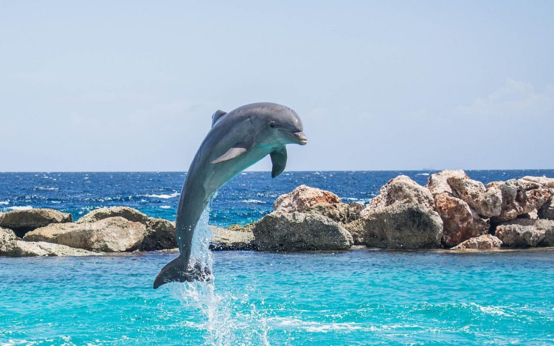 La medicina de los delfines