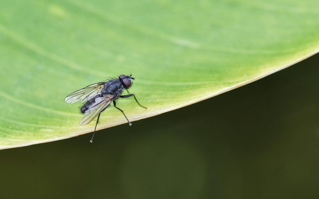 Clonan el cerebro de una mosca